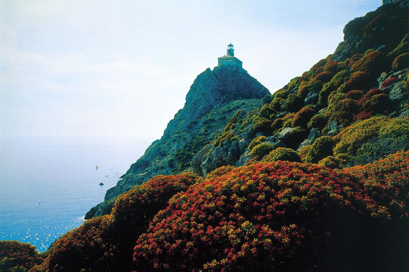 Lighthouse Palagruža - Mediterranean vegetation (source Plovput)